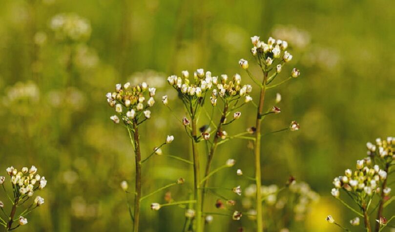 pásztortáska vadnövény vadzöldség