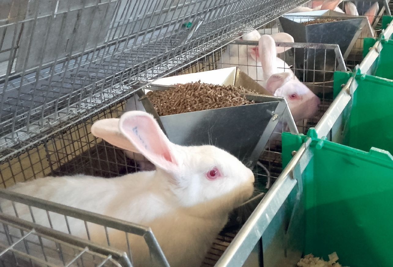 Adatokra épített állattartás – Hol tart ma a precíziós nyúltenyésztés?