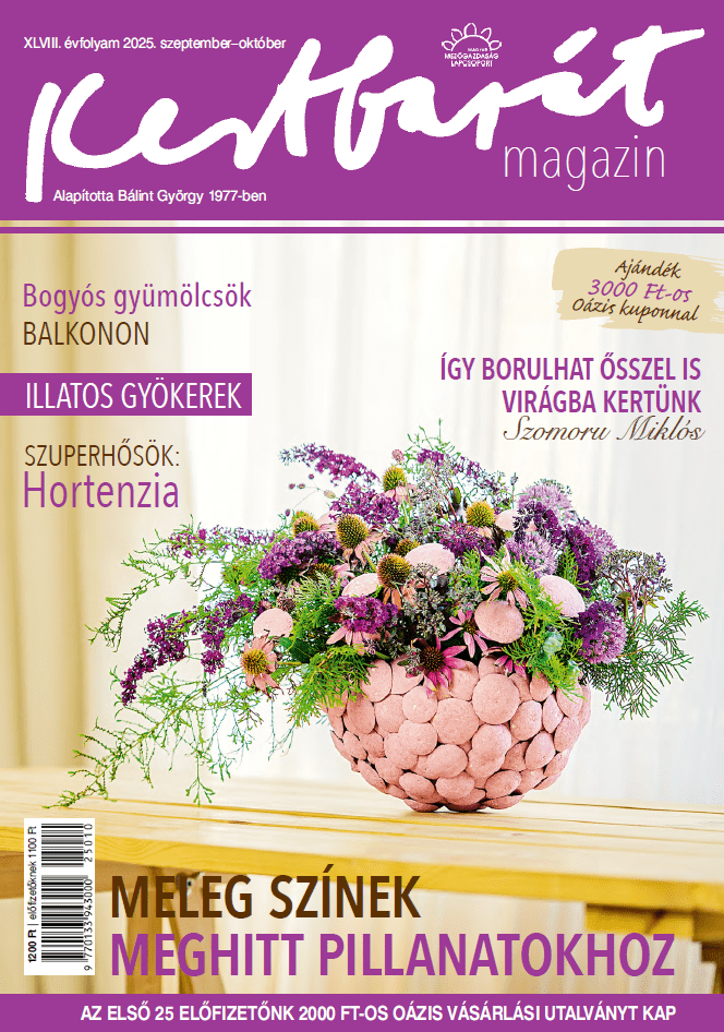 magazin kép