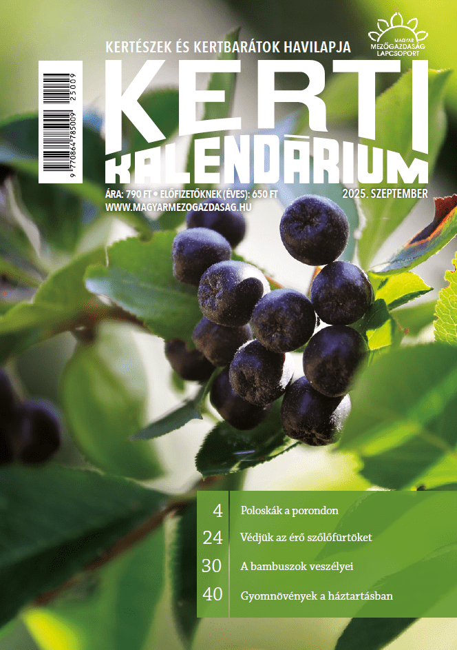 magazin kép