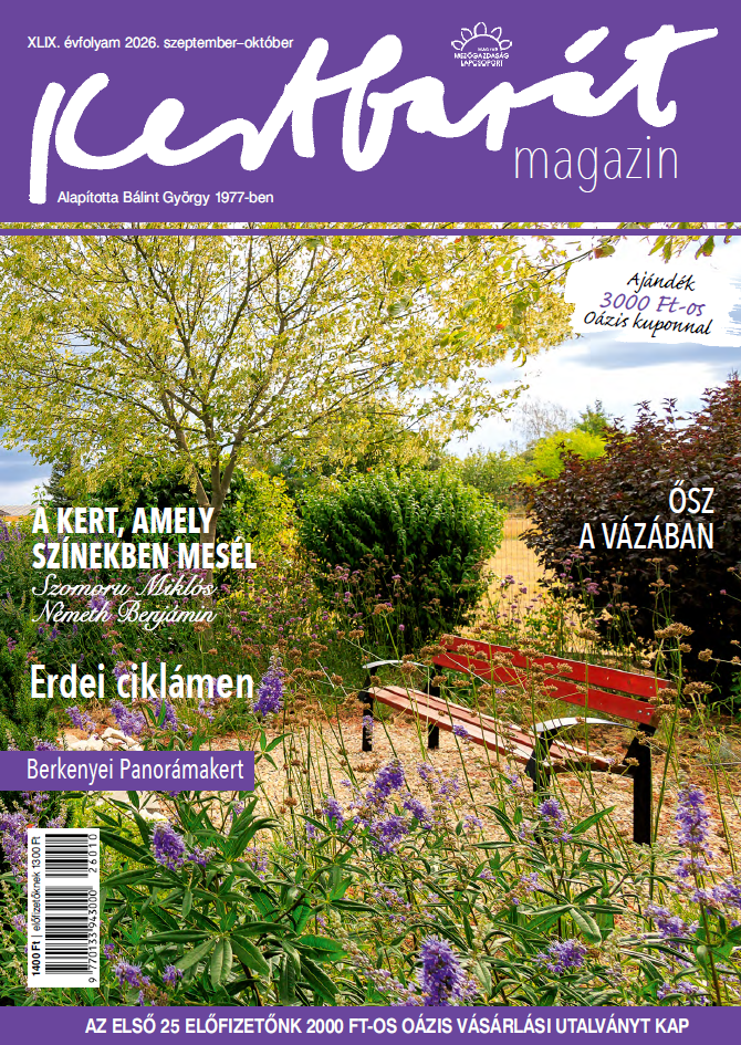magazin kép