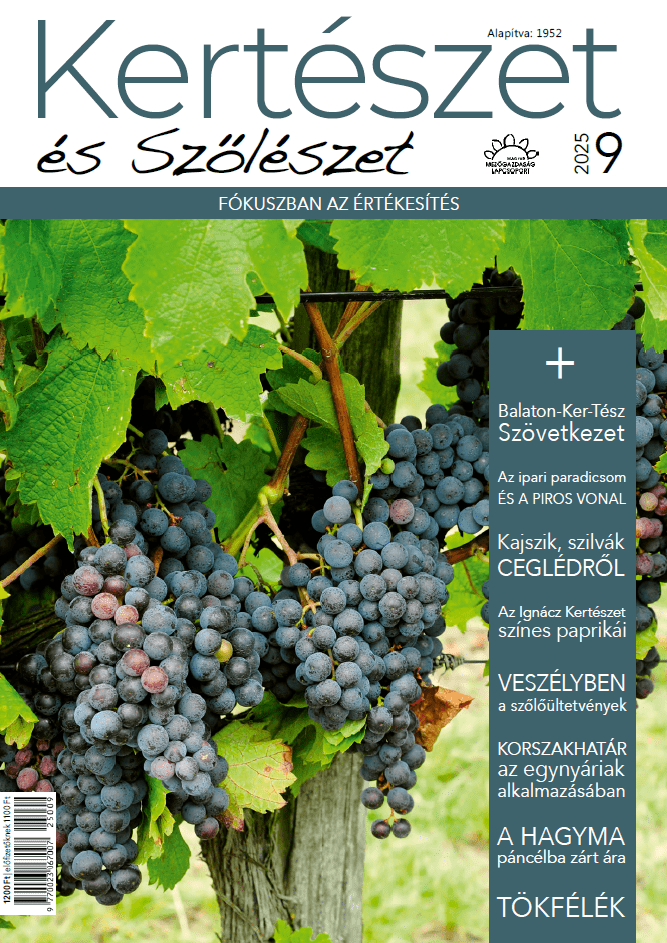 magazin kép