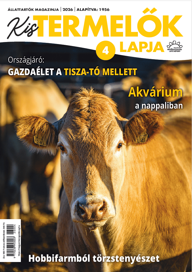 magazin kép