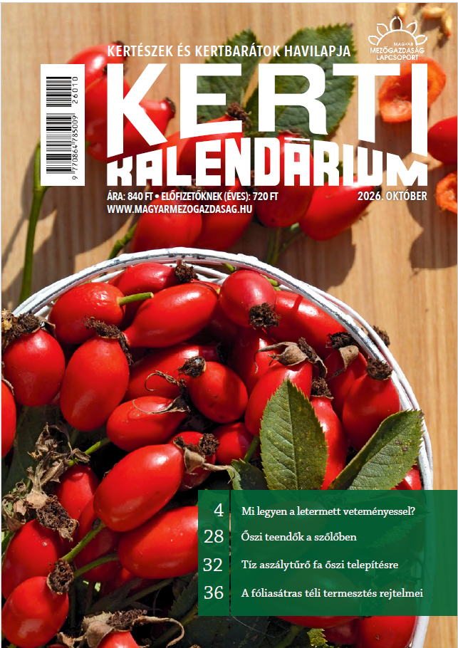 magazin kép