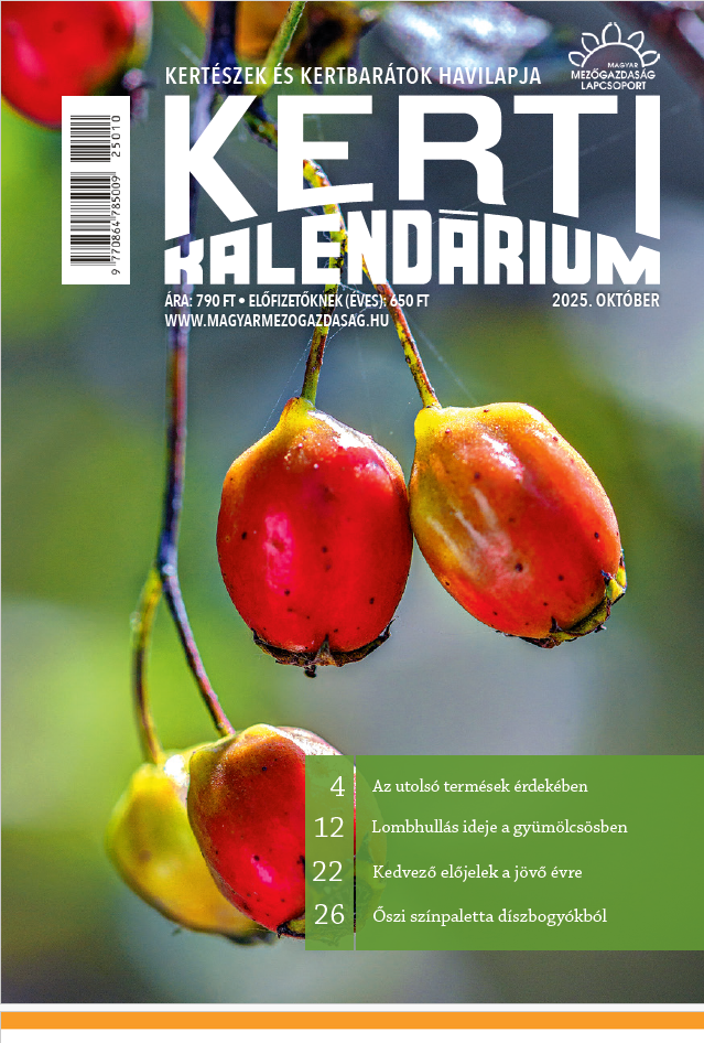magazin kép