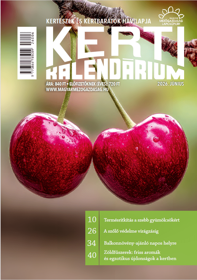 magazin kép