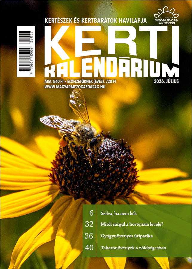 magazin kép