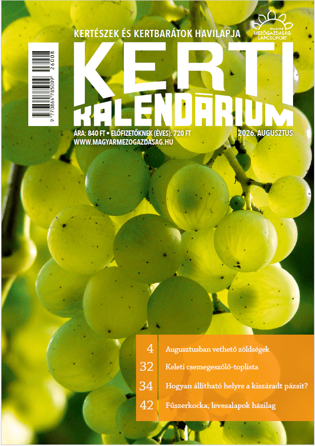 magazin kép