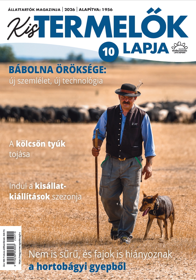 magazin kép