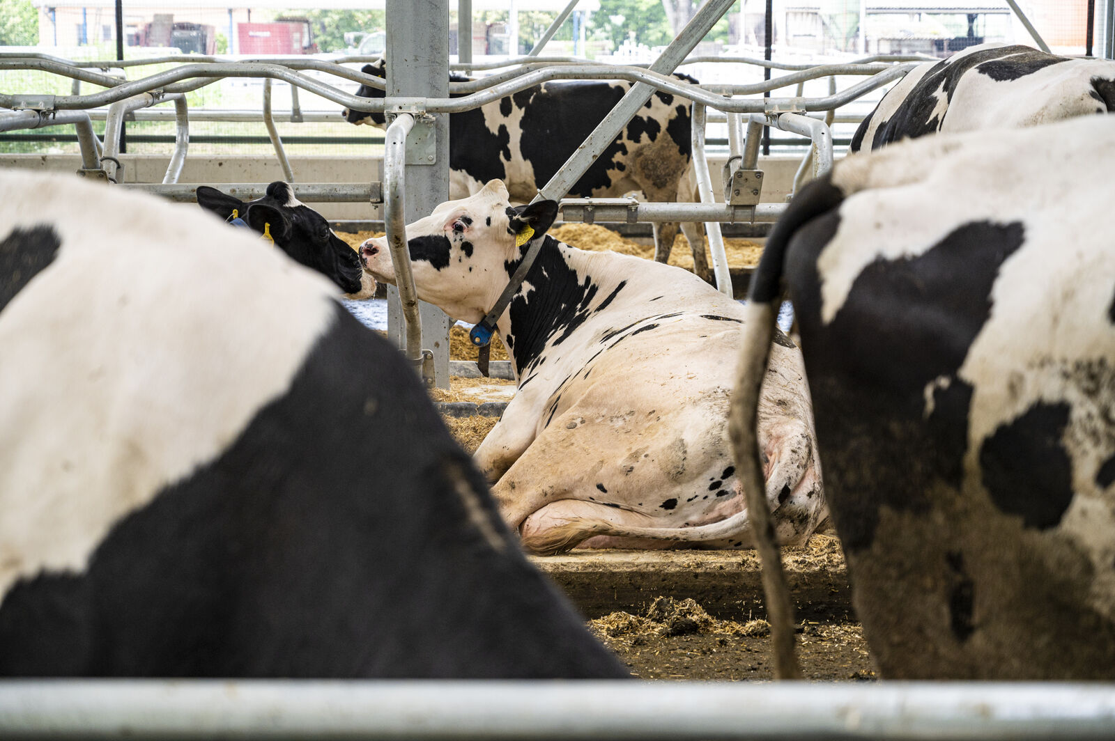 tehén istálló szarvasmarha mmg