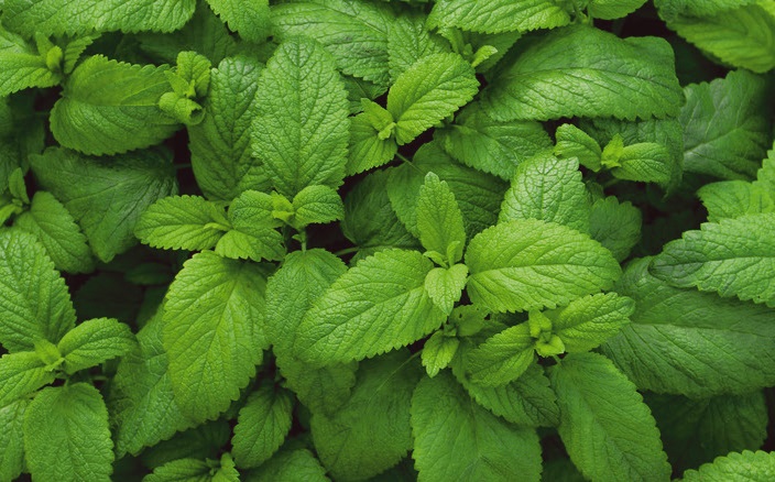 fűszernövények, menta