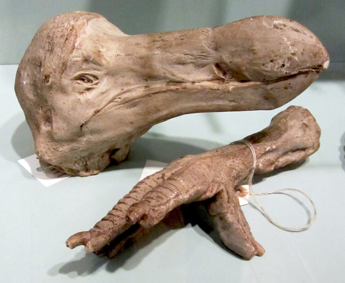 dodó