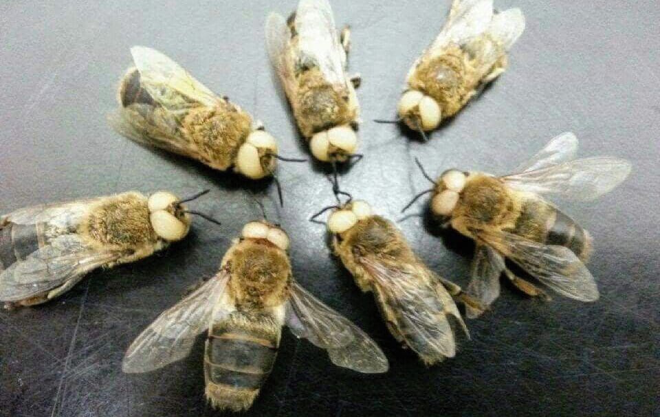 Pigmenthiányos herék