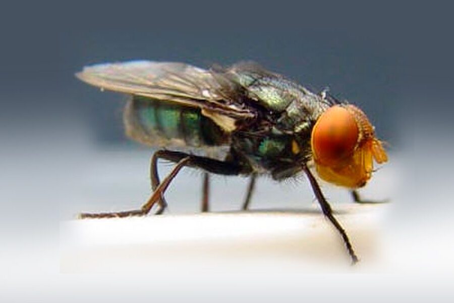 Világító legyeket engednek szabadon Mexikóban