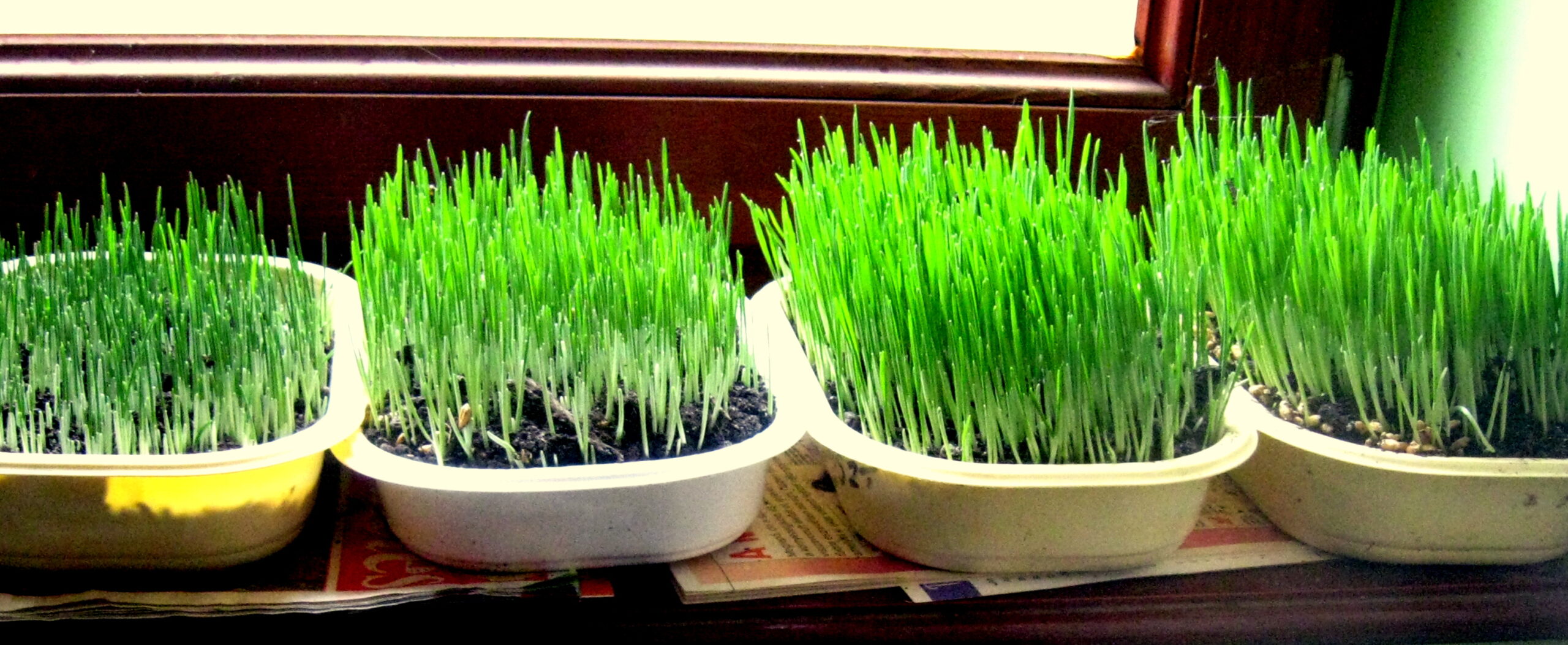 Luca búza: még ma is sok család ablakában megtalálható