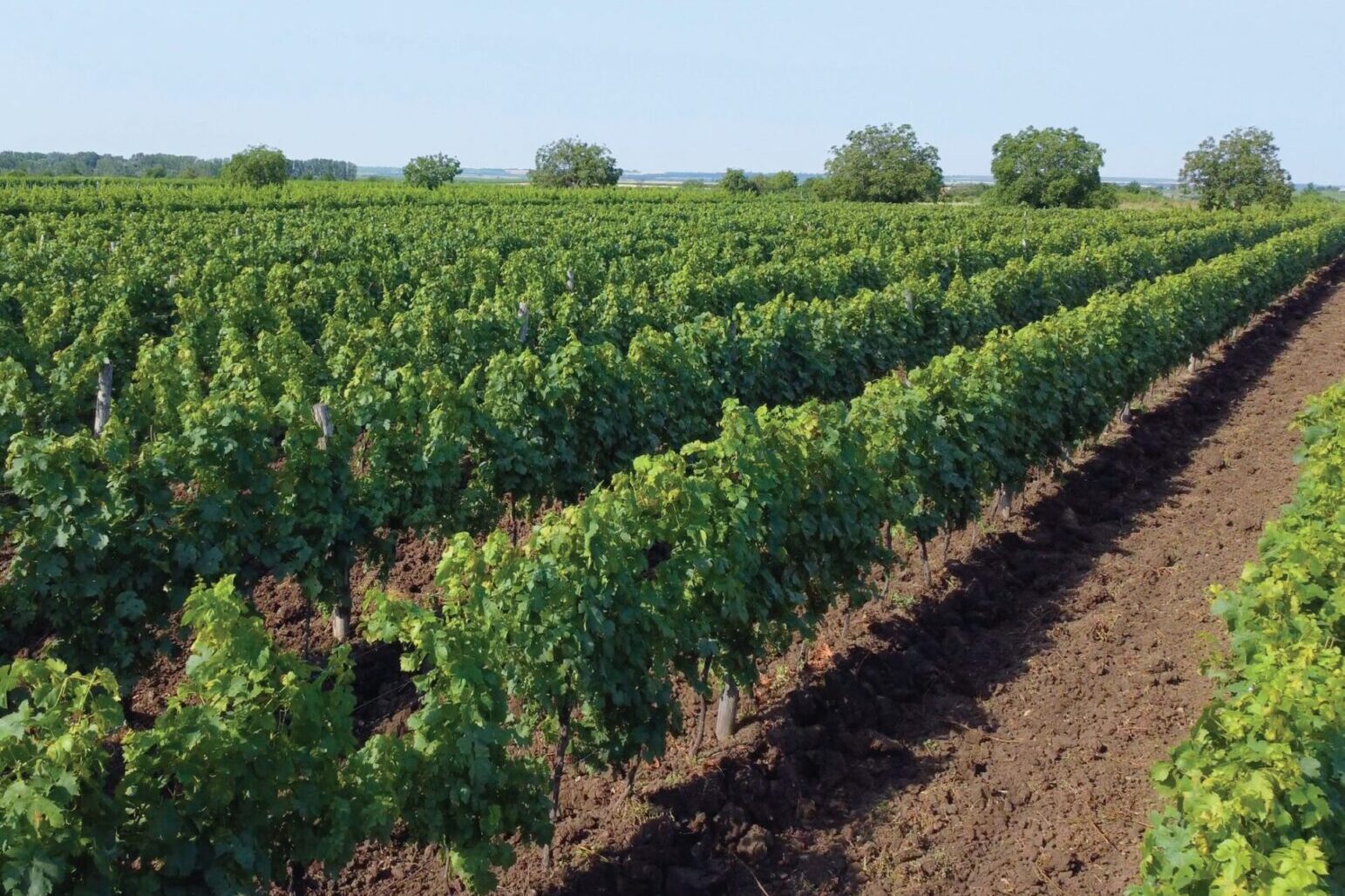 1 millió palackot céloz évente ültetvényes precíziós gazdálkodással egy borászat