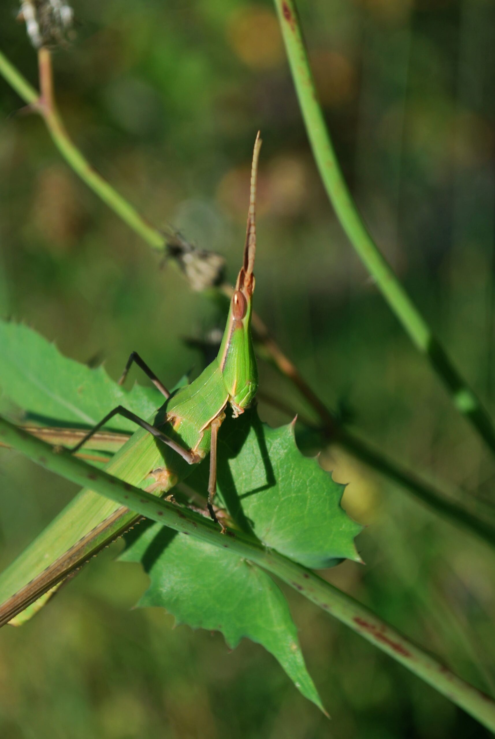 Különös kinézetű állat lesz jövőre az Év Rovara