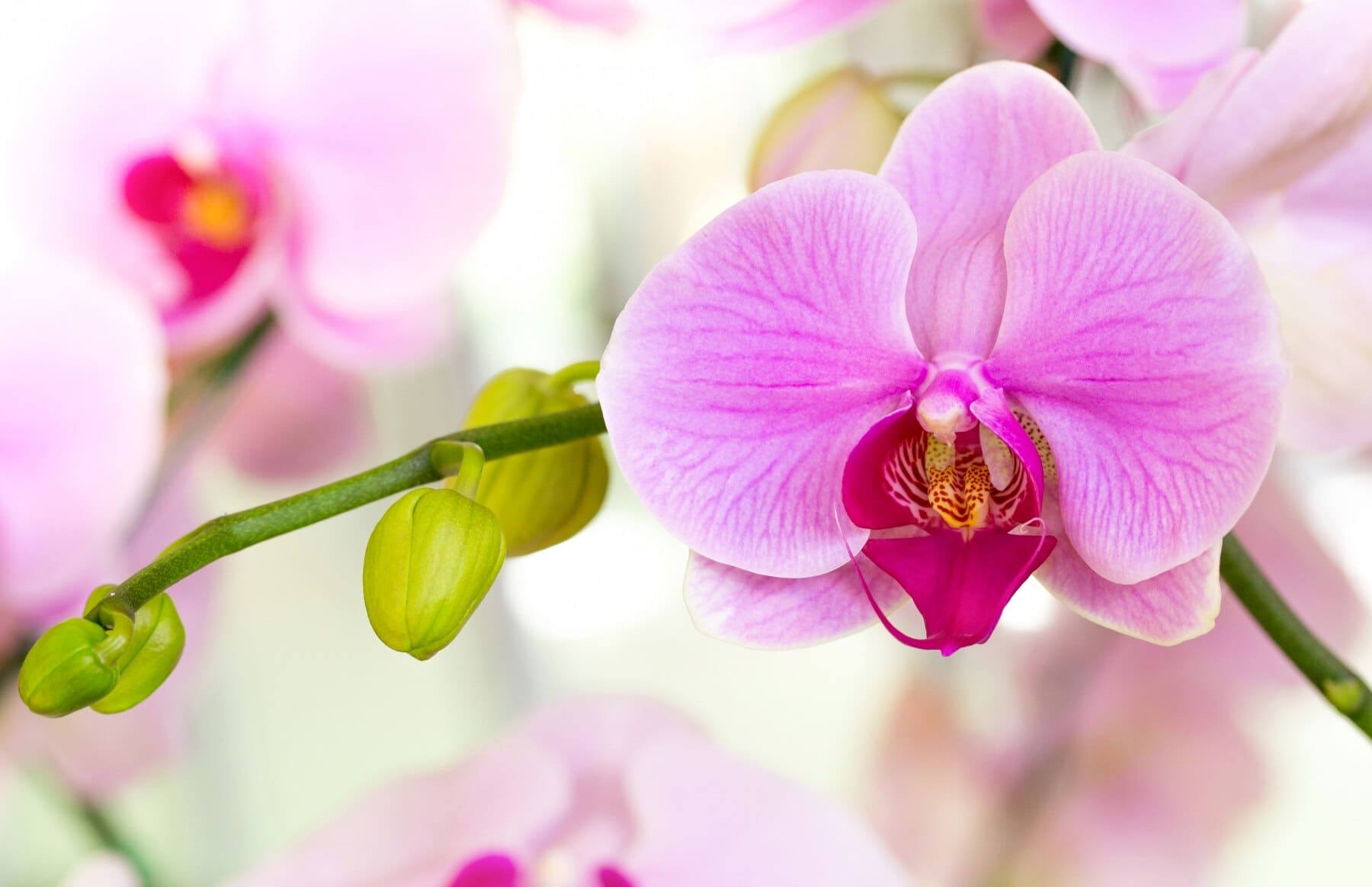 orchidea, virág, rózsaszín