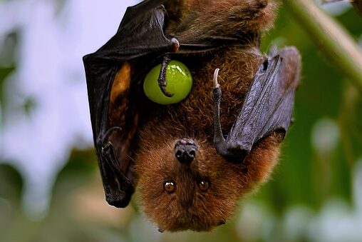 denevér, gyümölcs, fa