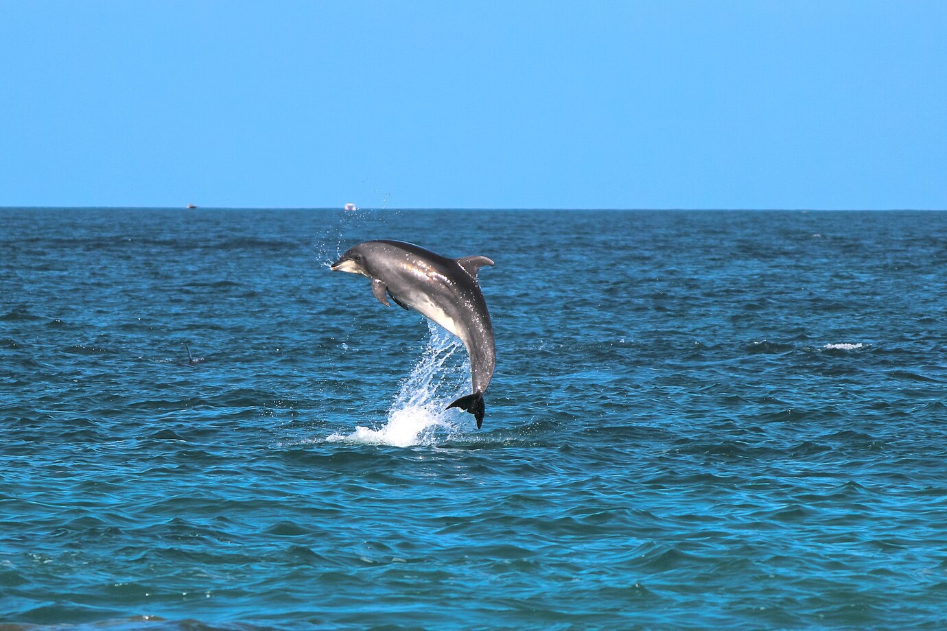 delfin