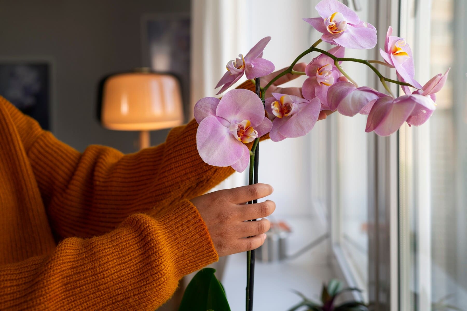 virág, orchidea, otthon