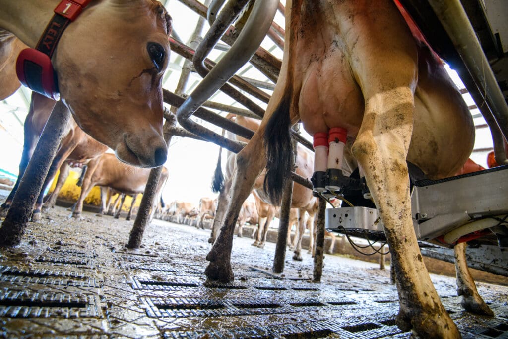 tehén tejtermék nyers tej fejőgép