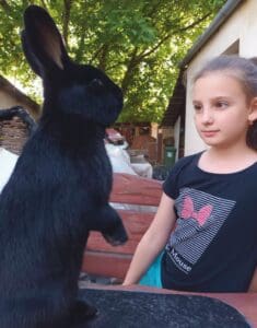 alaszka nyúl kislány mellett