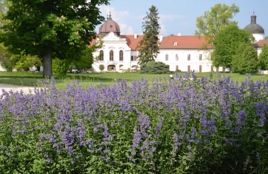 Grassalkovich-kastély évelő ágyás