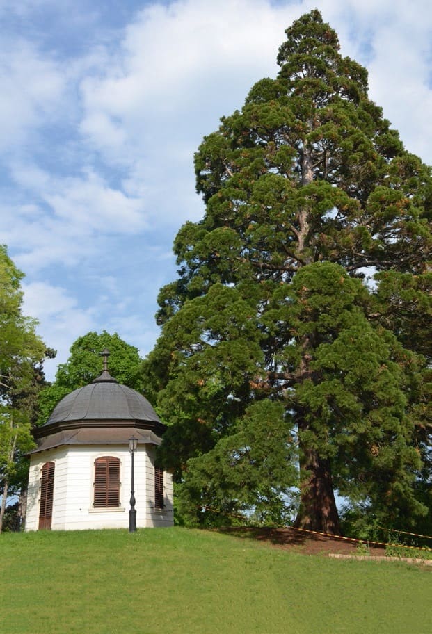 idős erdefenyők csoportja