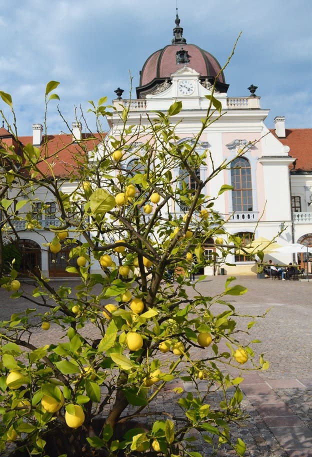 Grassalkovich-kastély narancsháza