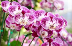 orchidea