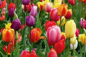 tulipánok
