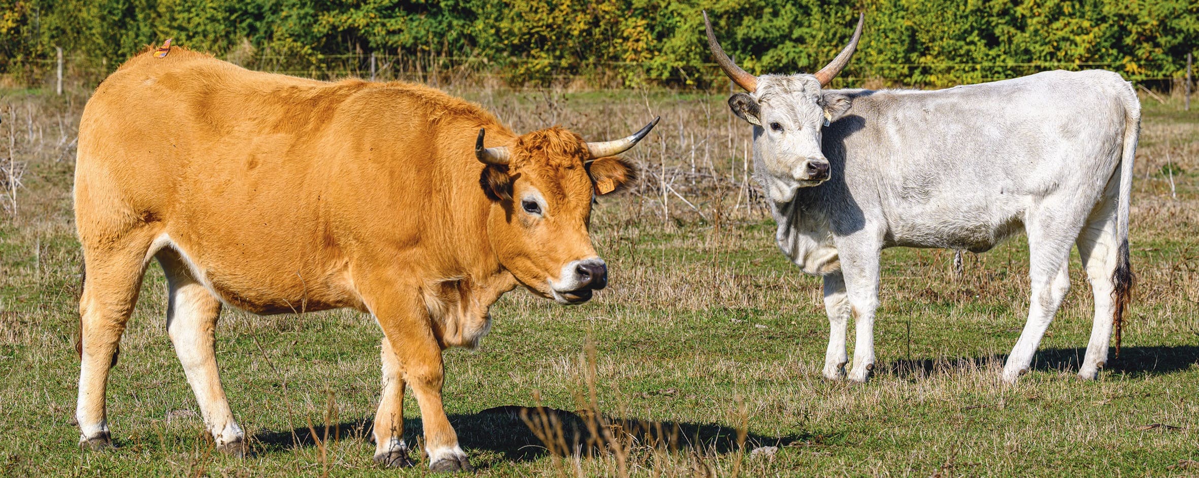 magyar szürke szarvasmarha aubrac marha