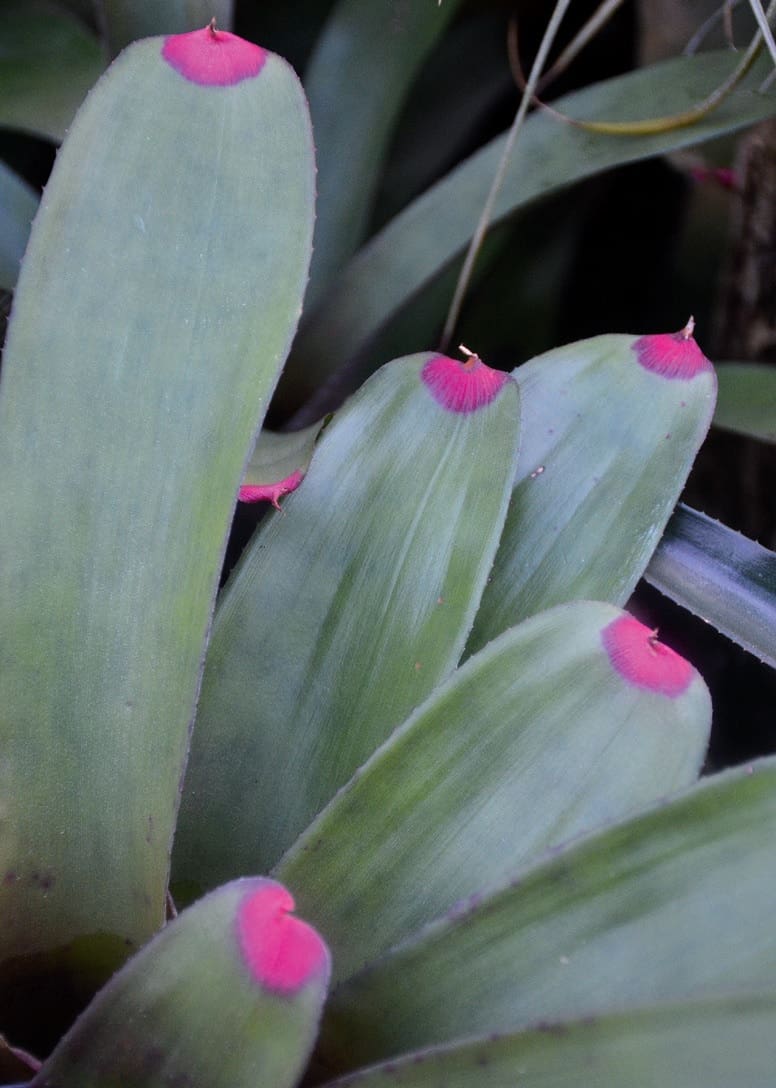 Körömlakk-bromélia (Neoregelia spectabilis)