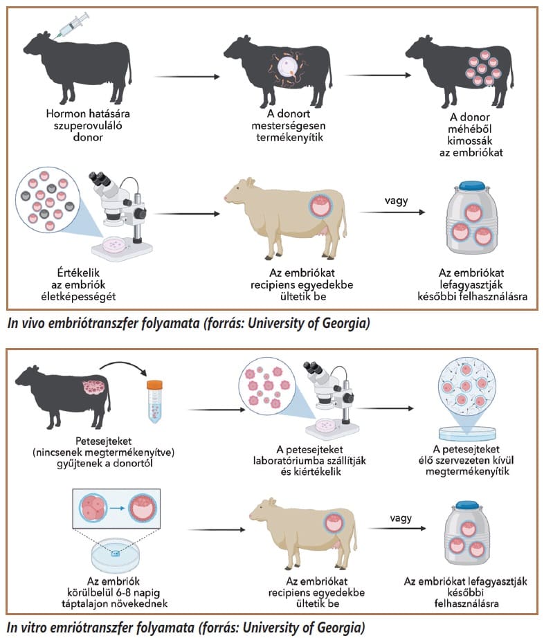 in vitro és in vivo embriotranszfer