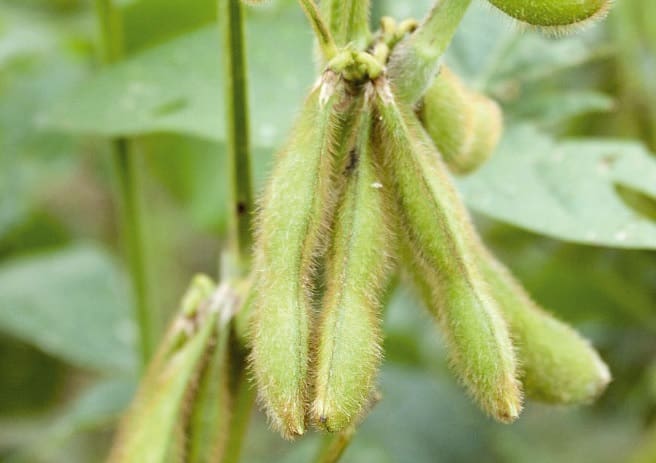 Edamame étkezési szója