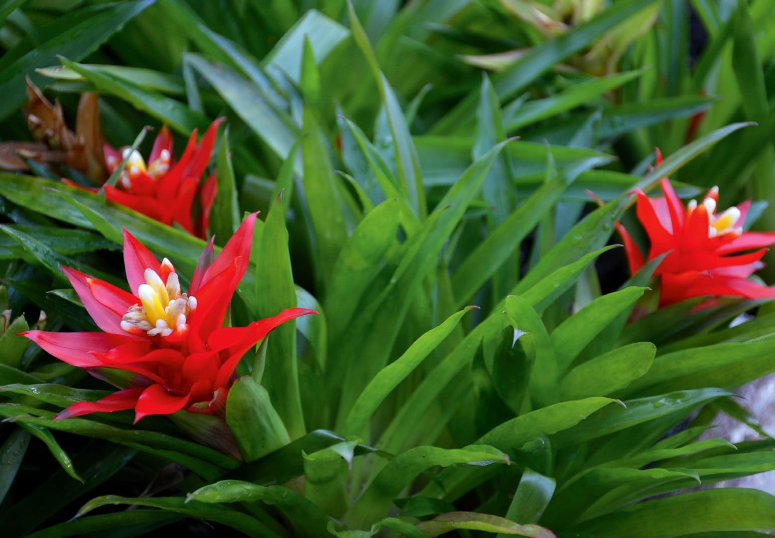 Guzmánia (Guzmania