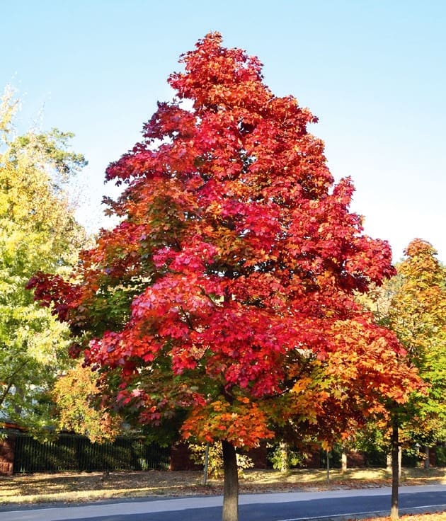 Acer platanoides Cinóber