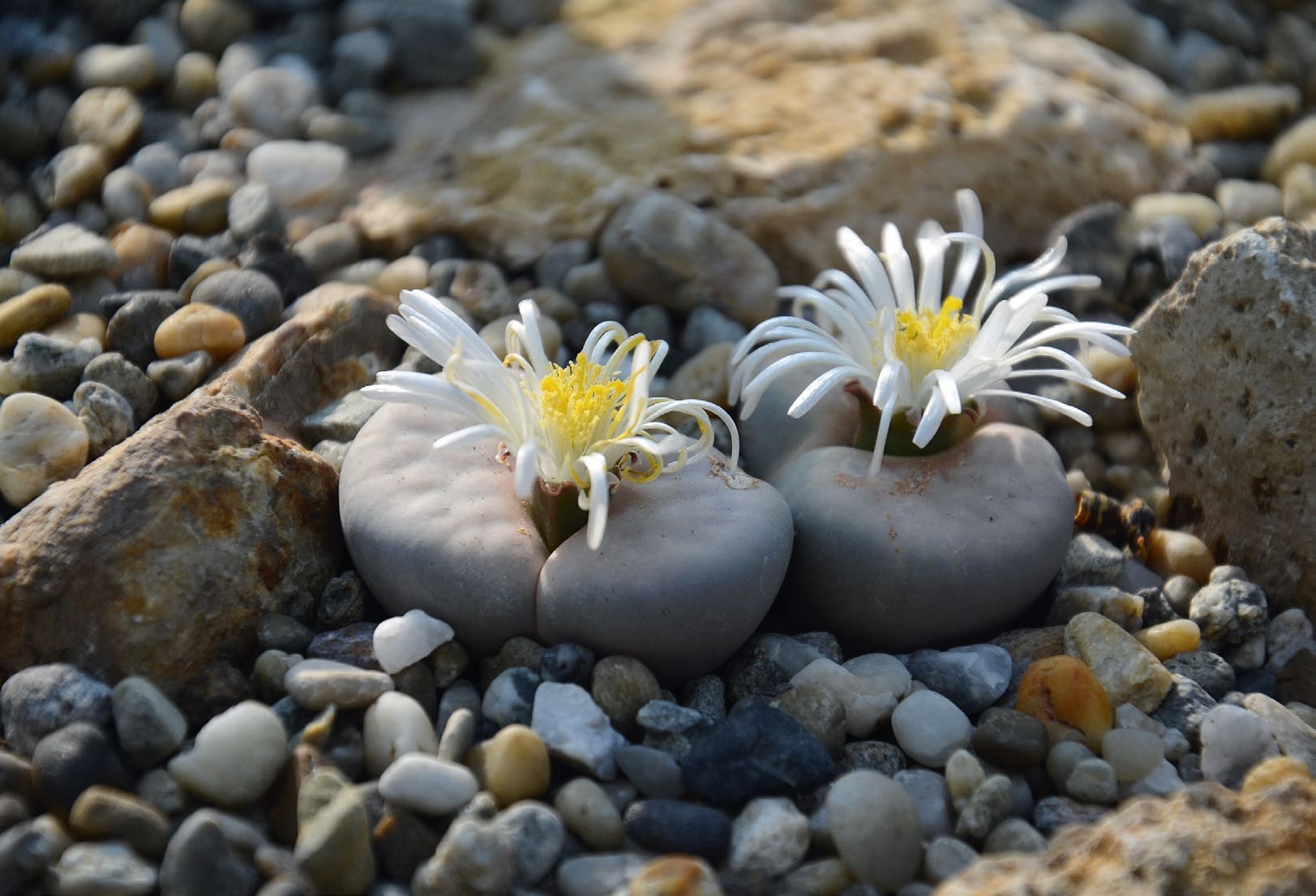 Kavicsvirág (Lithops)