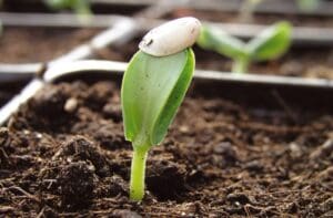 Palántaneveléskor az ültetés során sérülhet a gyökér palántanevelés