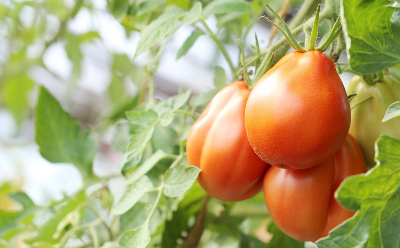paradicsom, paprika