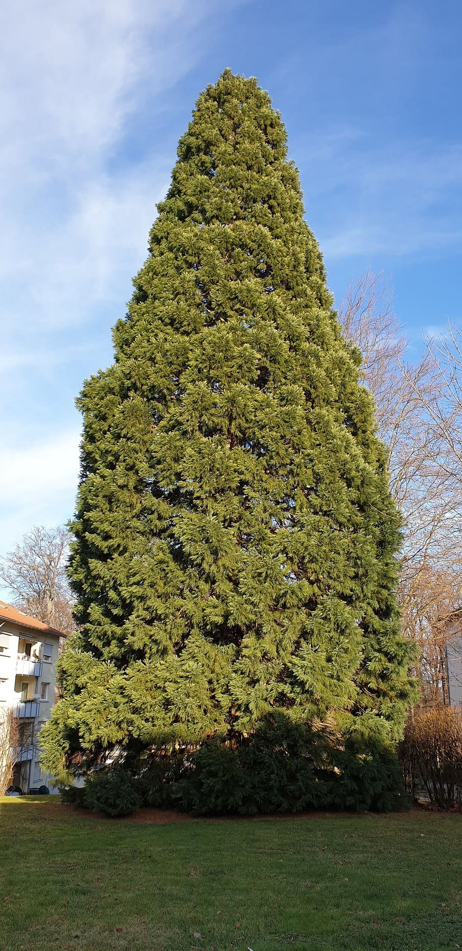 mamutfenyő méret óriás