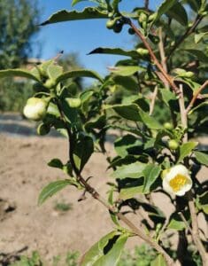 teanövény cserje virág