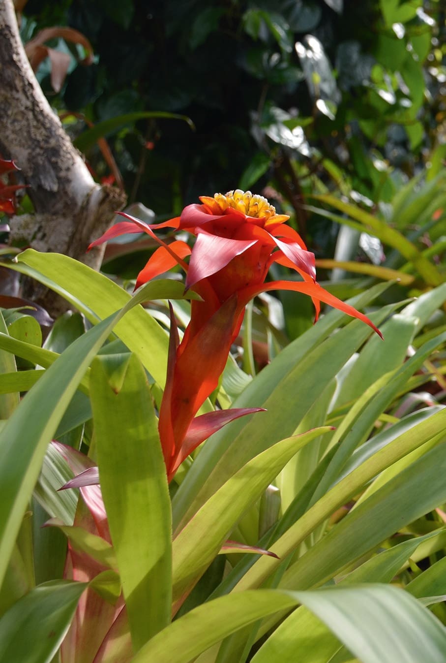 vácrátóti orchidea- és broméliaház