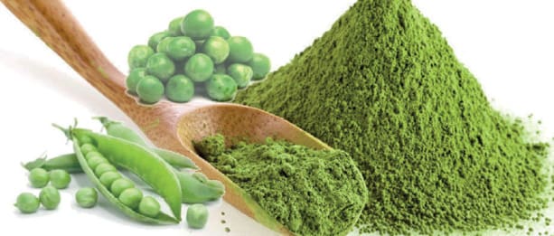 Protein borsó