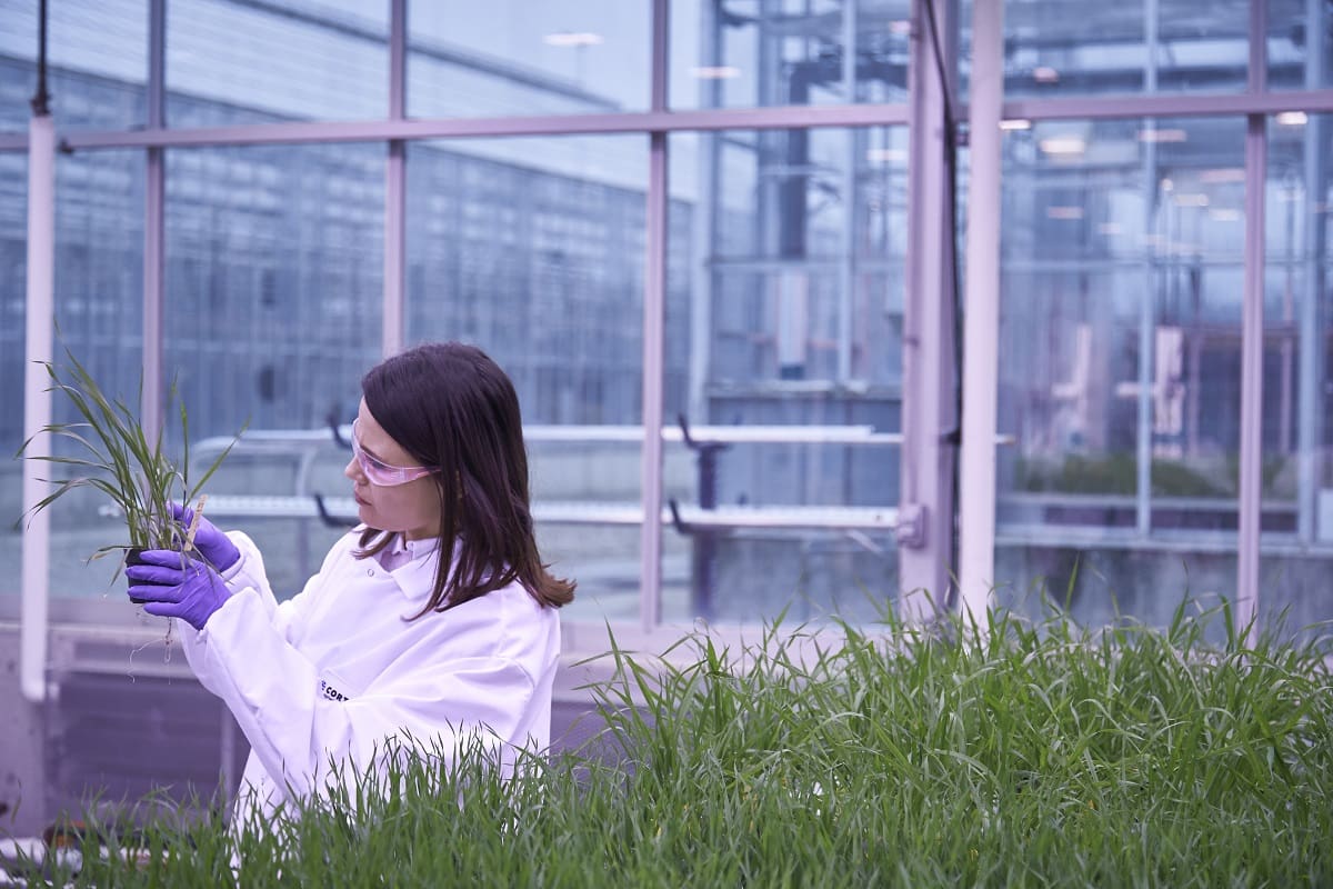 A Corteva gyakornoki programjával támogatja az agrárszakos hallgatók fejlődését Magya