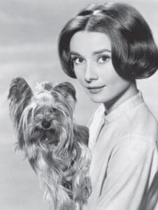 Audrey Hepburn és a yorkshire terrier