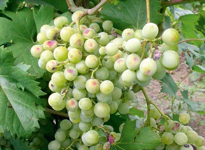 szőlő jégeső után