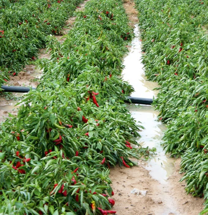 fűszerpaprika tunézia kertészeti termék termés