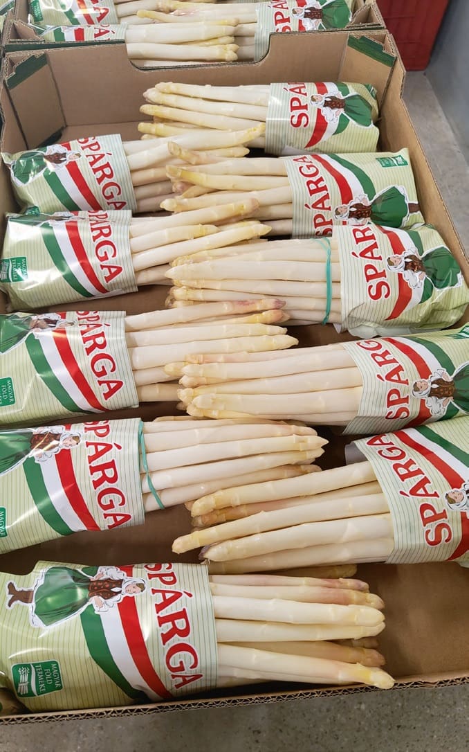 spárga